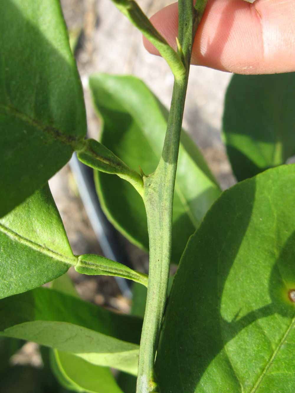            First year twig (Itaborai, Winter Haven, FL)   